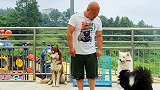 咬人 的边牧 护食咬人 小七主人说喜欢和狗狗打架，特意请了俩保镖、效果还可以哈士奇 萨摩耶宠物￼￼