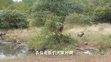 野狗竟然想进攻犀牛，双方实力差距太大了，野狗不得不放弃狩猎！