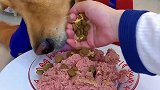 豆豆爱吃的肉罐头，也太香了吧！