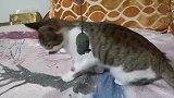 一只叫小耗子的小猫和一只假老鼠玩的还挺好