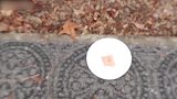 荒地里独自玩耍的猫咪，看这蠢萌的小模样，可真是太逗了！