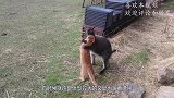 两只猫蹲墙上，不料一只浣熊凑了过来，下一秒浣熊的动作真搞笑