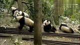 熊猫们正在吃饭，发现情况不对，有危险这货爬树的速度比谁都快