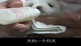 流浪狗：不放弃！就会又奇迹！垃圾桶捡回来的小流浪狗奇迹恢复！