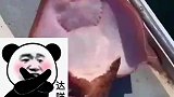 作为一条鱼,表情怎么能这么丰富