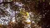 秋风萧瑟叶缱绻，落叶满地意缠绵