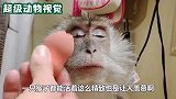 主人给猴子化妆,猴子都活的这么精致,真不愧是美猴王