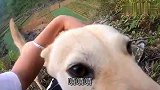 十天没见田园犬露露，换毛后变更漂亮了，边吃火腿边让我扯狗毛
