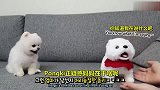 主人买了毛绒玩具，家里的“真”狗狗委屈哭了，吃起醋来好可爱