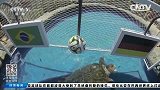 世界杯-14年-动物预测不停息 大象海龟皆参与-新闻