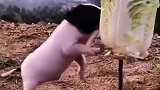 让你们见识一下什么叫猪拱白菜