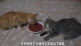 两只猫咪在吃饭，一只按着另一只的头不让吃，真霸道
