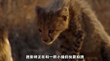 给动物摄影的惊险时刻，摄影师正在偷拍，母狮却从背后接近