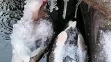 玩偶鸳鸯被冻成冰雕，相依相偎不分离