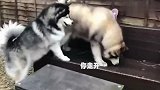 狗狗遇到了狗狗，看着好温馨！太逗了！