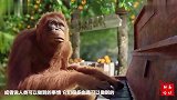 大猩猩喝了一口果汁，立马开始尬舞，喝醉了