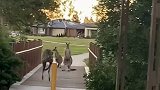 澳大利亚：袋鼠“街霸”！街头三只袋鼠挡住小路，遛狗者害怕远离