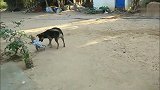 小猴子贪玩不肯回家，狗狗叼着小猴子衣领直接往家拎，好生气哦