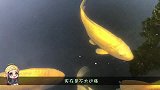 客厅不用电视，来一个这种鱼缸，能在这里带上一整天