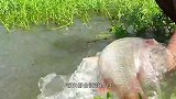 小伙在路边随意砍下草根，往水中一拍，提起一看直接挂满鱼
