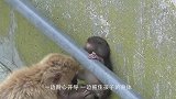 可怜的小猴惨遭母猴残忍暴打，最后奄奄一息，辛酸泪目瞬间