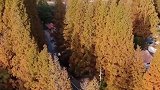 去青岛崂山景区的路上捕捉到的绝美秋景！