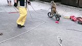 猴子骑单车。