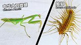 动物世界：中华大刀螳螂 VS 蚰蜒，结果会怎样？