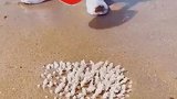 海滩上挖到的好宝贝，这是珊瑚吗