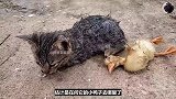 小猫咪抱着去世的小鸭子，泡在水中悲伤不已，真是跨越物种的友情