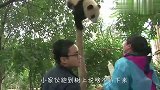 熊猫不愿下来怎么办？一瓶奶就能搞定，接下来忍住别笑