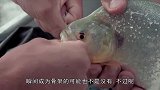 奇葩恶作剧，假装潜水员被食人鱼吃掉，看路人离奇的反应
