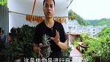多肉的白霜有什么作用？为啥夏天会消失？全部告诉你
