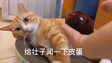 主人给猫闻皮蛋，小猫一脸嫌弃，猫都这么讨厌皮蛋么