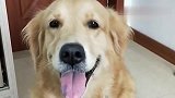 狗狗给老公说两口子在一起吃点苦没啥，后有钱别被抛弃就好