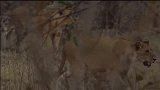 水牛无助地看着队友,在他面前被狮子吃掉