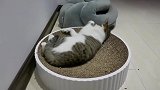 这小猫六个月大了，很好玩