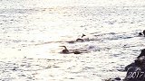 综合-17年-和狗狗游泳是种怎样的体验！“狗狗”沙滩挑战赛欢乐多-专题