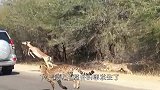 狮子追捕羚羊，反被羚羊甩了一条街的距离，让人叹服