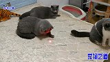 小白猫贪玩，竟遭到了胖猫夫妻混合双打，猫儿子刚凑过去就后悔了