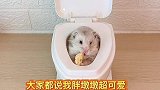 小仓鼠的新料理也太好吃了！