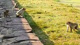 母猴受到欺负，美猴出头围攻猴王