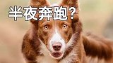 小狗为什么半夜来回奔跑？