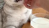 猫王想喝自己调的饮料，却没喝上，你们猜是为什么呢？#会做饭的猫  #萌宠出道计划