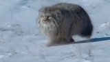 兔狲胖乎乎其实是厚厚的毛在抵抗严寒