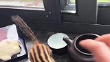 真不愧是普洱茶成精！