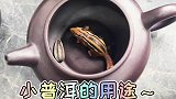 真不愧是普洱茶成精！