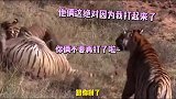 二虎相争，一虎在看