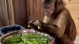 这只猴子地位是真低，在家跟个保姆一样，要负责摘菜陪主人唠嗑！