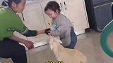 萌娃跟羊羔抢奶喝，逗得全家开怀大笑，羊都傻了
